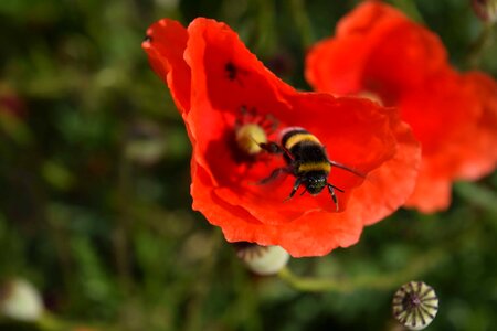 Animal arthropod beautiful flowers