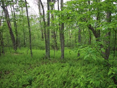 Around trees 
