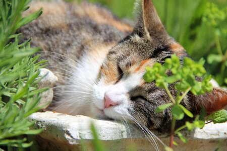 Domestic cat animal world animal