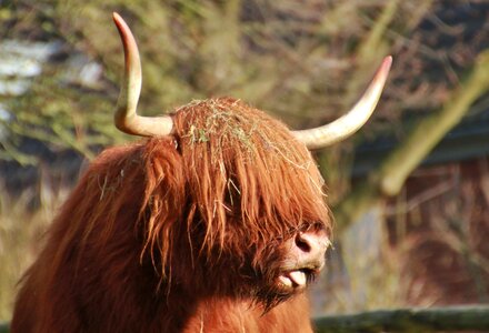 Animals cattle horn
