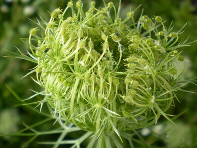 Green nature macro
