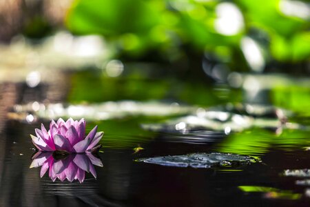 Aquatic beautiful beautiful flowers