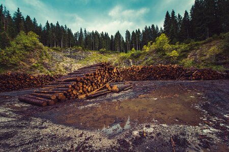 Deforestation timber lumber photo
