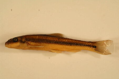 Phenacobius mirabilis-1