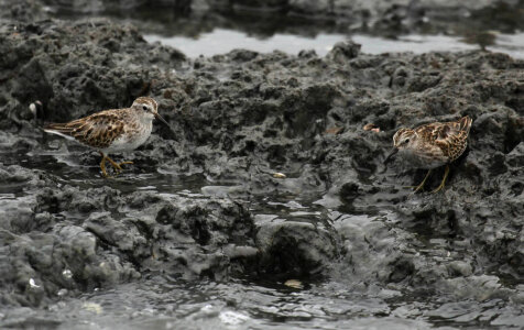 Least sandpipers photo