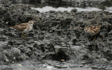 Least sandpipers
