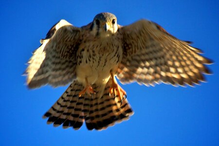 American bird falcon photo