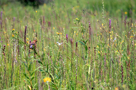 Cedar Waxwing in native prairie