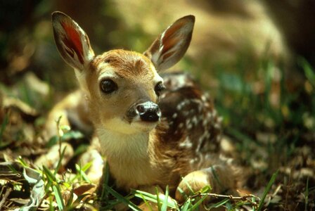 Portrait wild young