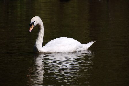 Bird mute swan white