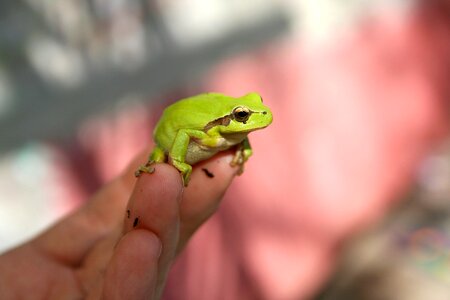 Hand animal green