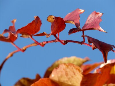 Ranke coloring red photo