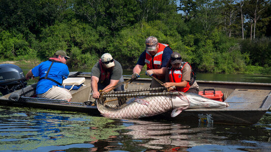 Alligator gar-1 photo