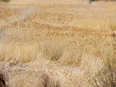 Agriculture grass high
