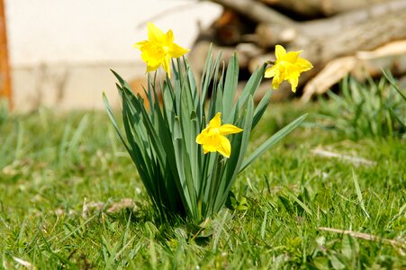 Easter nature meadow