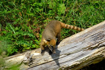 Quati mammal animal