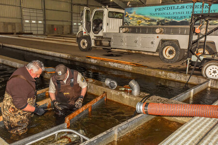 FWS employees prepare fish pump to load fish onto hatchery-6