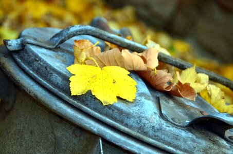 Autumn cover leaf