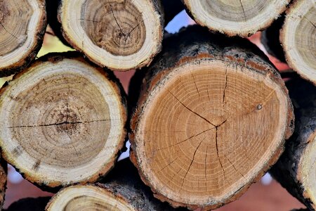 Wood trunk bark photo