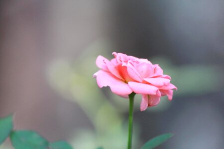 Beautiful Flowers beautiful image beautiful photo