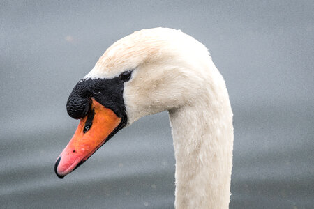 White Swan Head Portrait
