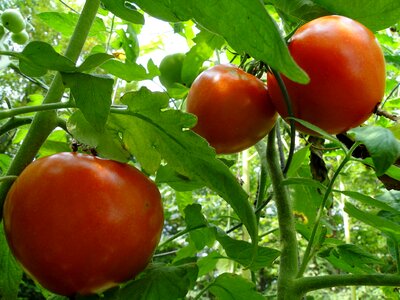 Ripe vegetables summer