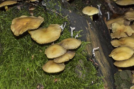 Daylight flora fungus