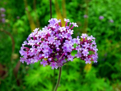 Verbena flower purple photo