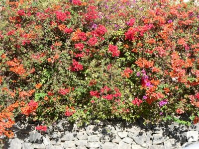 Blossoming bush colorful