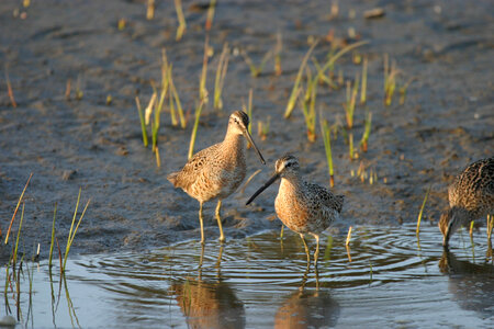 Long-billed Dowitchers photo