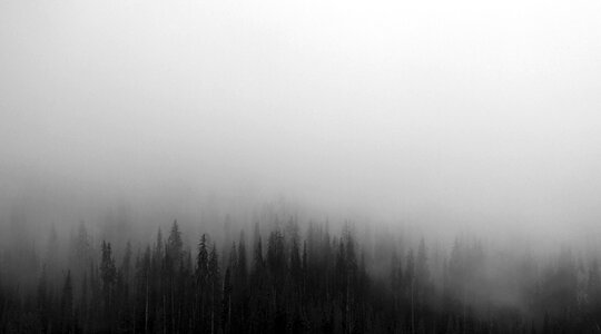 Forest in the fog photo