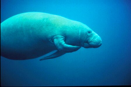Mammal marina Trichechus manatus