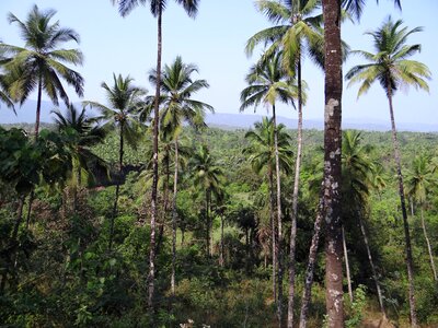 Mountains india tree