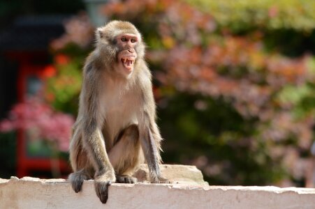Macaque primate animal photo