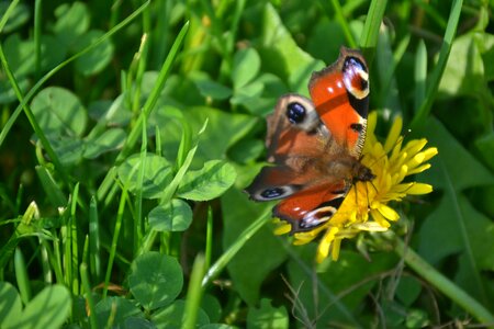 Flower yellow grass photo