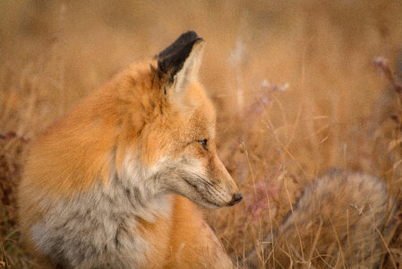 A Fox Standing on the Meadow with Blurred Background photo