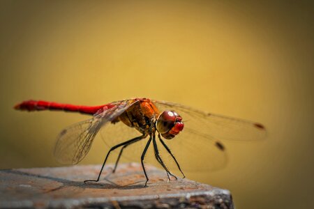 Dragonfly insect insects photo