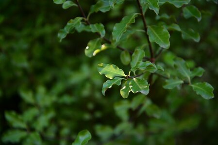 Green trees nature photo