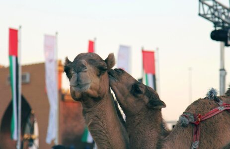 Animal camel fauna photo