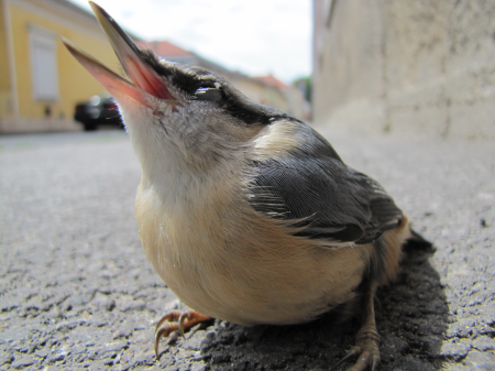 Macro street nuthatch