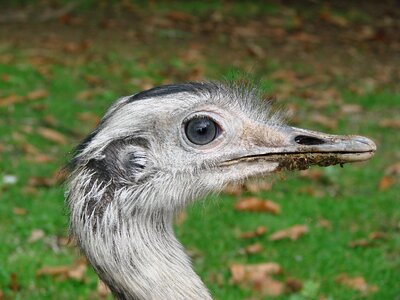 Emu wild animal bird