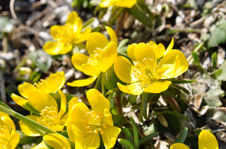 Plant flowers ground cover