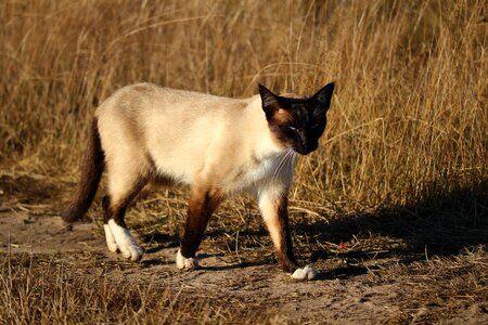 Animal cat claw photo