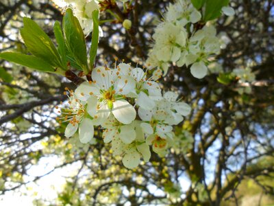 Spring close up tree photo
