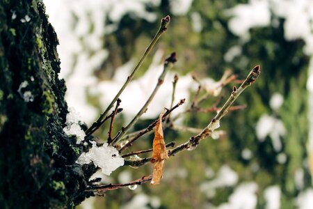 Branch cloud ecology