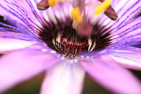 Beautiful beautiful flowers beautiful photo