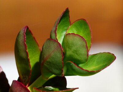 Room plants back light sun light