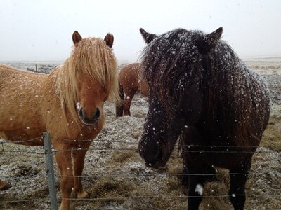 Horse countryside wild horse photo