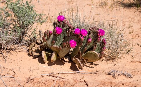Cacti hot dry