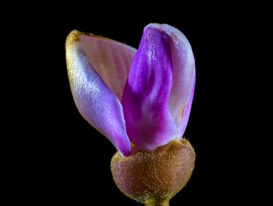 Bloom small flower purple